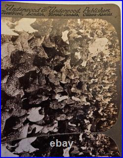 20 Card Boxed Set, Yellowstone, Yosemite, Roosevelt. Color Underwood Stereoview