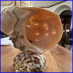 Antique Carved Iridescent turbo Shell Horse Animal Motif Display Piece