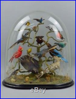 Antique Victorian Taxidermy Bird Diorama, Glass Dome