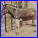 Captured-Quagga-Plains-Zebra-Stereoview-c1870-Extinct-Animal-London-Zoo-UK-B834-01-dg
