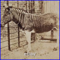 Captured Quagga Plains Zebra Stereoview c1870 Extinct Animal London Zoo UK B834