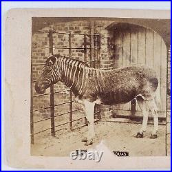 Captured Quagga Plains Zebra Stereoview c1870 Extinct Animal London Zoo UK B834