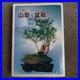 Mountain-Bonsai-Manako-Keira-Antique-Showa-Era-Gardening-Collectible-Japan-01-tws
