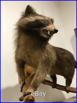 Taxidermy Raccoon Antique German (PRE 1947)